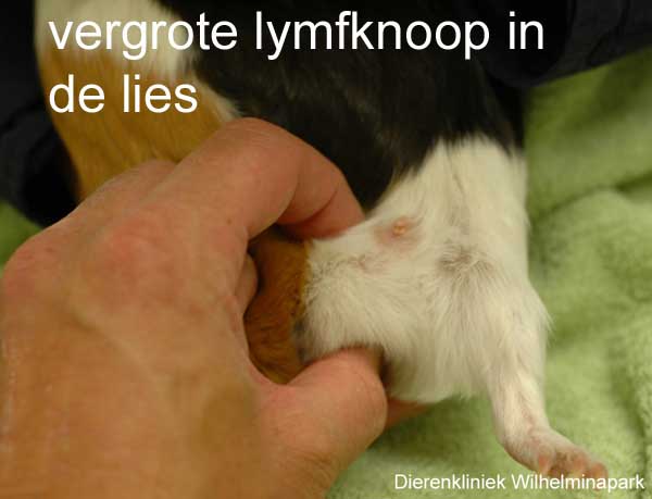Deze cavia heeft een verdikte lymfknoop in de lies.